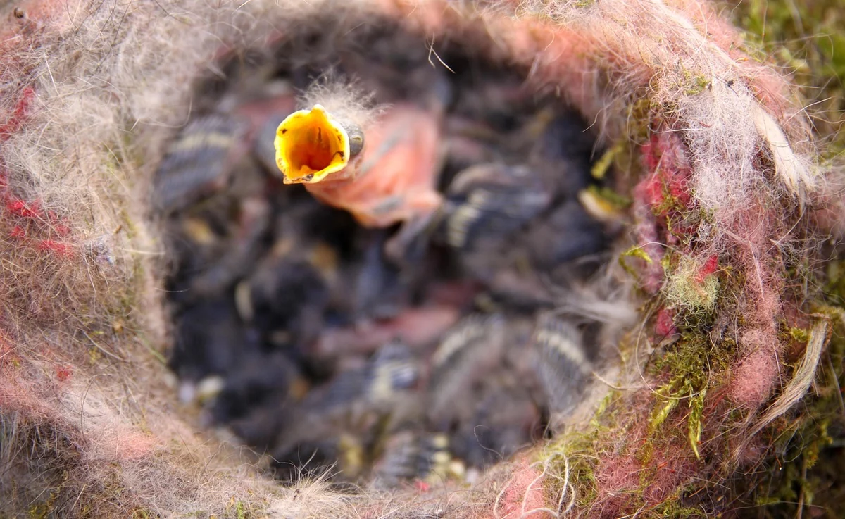 Quand et comment relâcher un oisillon mésange ?